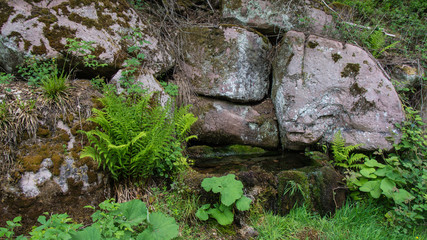 group of fern and other plants in front of rock