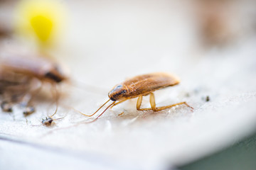 Cockroach crawling to the bait. Remedy for parasites. Trap for cockroaches.