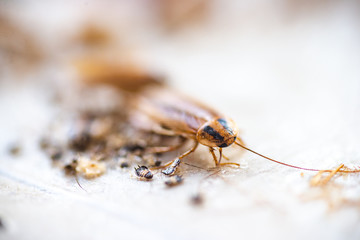 Cockroach crawling to the bait. Remedy for parasites. Trap for cockroaches.