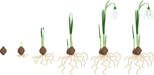 Life cycle of Galanthus nivalis or Common snowdrop. Stages of growth from bulb to flowering plant with green leaves, white flowers and root system isolated on white background