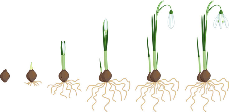 Life Cycle Of Galanthus Nivalis Or Common Snowdrop. Stages Of Growth From Bulb To Flowering Plant With Green Leaves, White Flowers And Root System Isolated On White Background