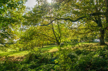 Autumn forest in the English countryside.