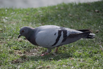A dove on the grass