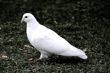 A dove on the grass