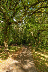 Autumn forest in the English countryside.