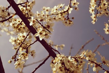Wachstumsphase