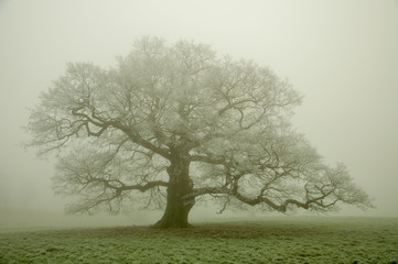 Old oak tree in the wintertime.