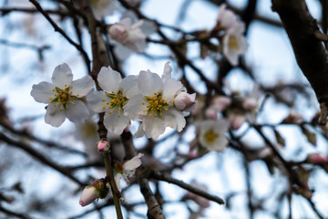 flowers in spring