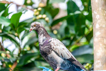 Pets Pigeon