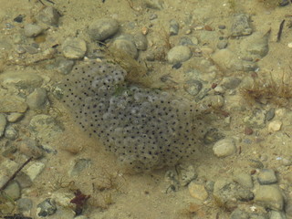 Froschlaich