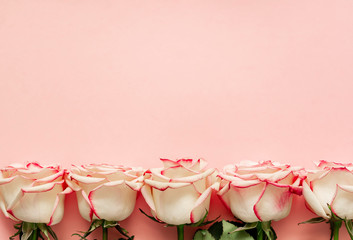 Roses on pink background with place for text.