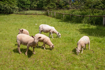 Obraz na płótnie Canvas Sheep grazing in a summertime meadow.