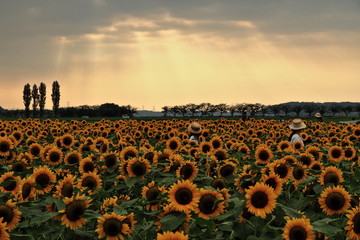 Fototapeta premium Sunflower field