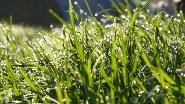green grass with water drops