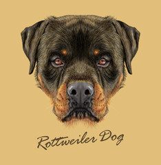 Rottweiler Dog animal strong face. Vector guard puppy head portrait. Realistic fur portrait of black and tan Rottweiler doggy isolated on tan background.