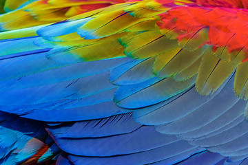 Obraz premium Close up of blue-and-gold macaw bird's feathers, exotic nature background and texture.