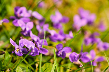 Blooming violet flower