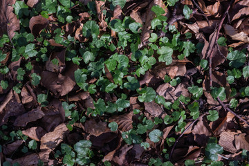 Autum Green and fall