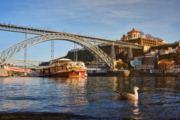 Seagull sits on the embankment of the river Douro in old Porto with background of Dom Luis bridge, Portugal