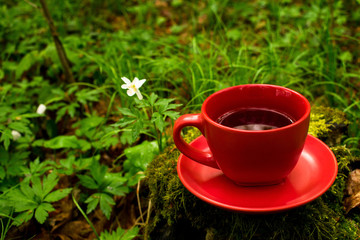 A red cup of tea on the nature. Fragrant drink. Spring morning forest.