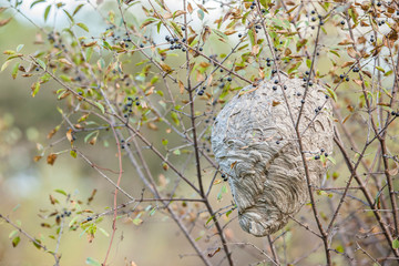 A large wasp nest in a bush with black berries.