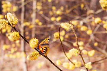 Butterfly sits on flowering willow tree, spring warm background, Easter.