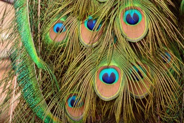 Naklejka premium Plumas de pavo real formando una cara