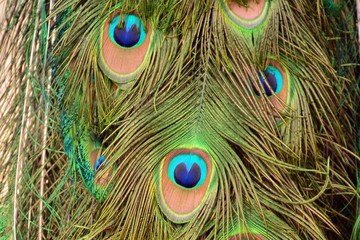 Fototapeta premium Plumas de pavo real formando una cara