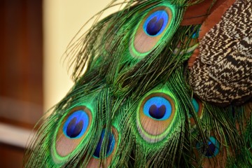 Fototapeta premium Plumas de pavo real vista de cerca