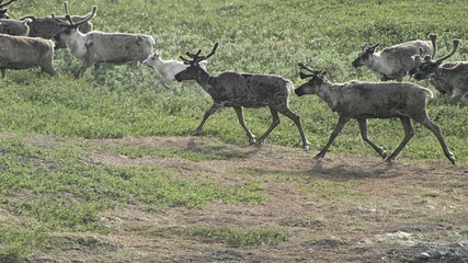 Naklejka na ściany i meble Herd of deer. Photo of summer tundra. On the green grass graze and rest deer.