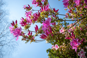 Fototapete bei efototapeten.de bestellen   