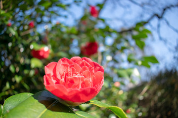 Fototapete bei efototapeten.de bestellen   