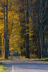 Fototapeta premium old beech alley