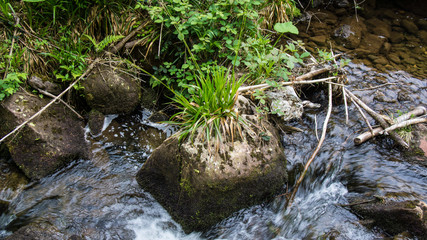 rock in the water with grass