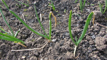 young plants in the garden