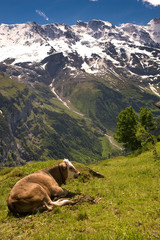 cow in mountains