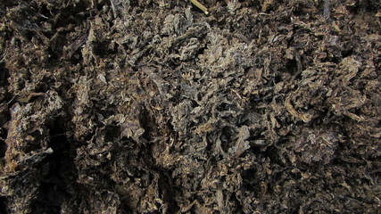 bark of tree