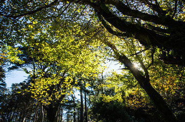 forest in autumn with the sun in the trees