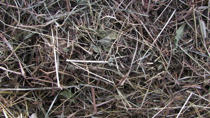 closeup of pine needles