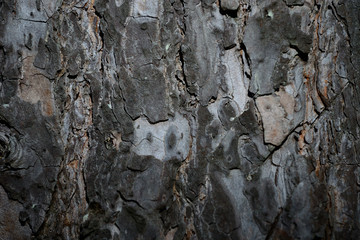 Detail of the bark of a pine tree in a forest in the middle of the Alava plains, Basque Country, Spain