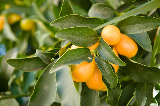 orange tree