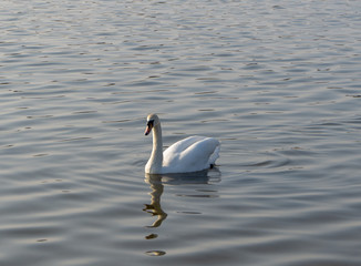 Schwan