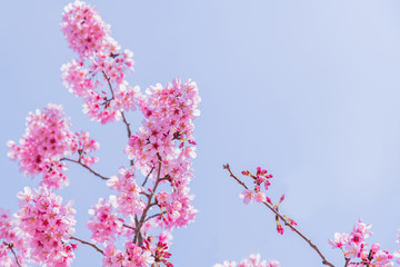 Obraz premium 新横浜公園の桜