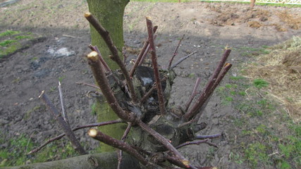 old wagon wheel in forest