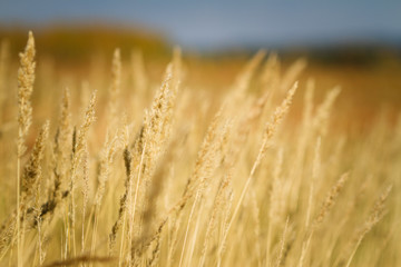 Fototapeta premium yellow spikelets in a field against a blue sky