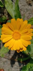 macro and portrait of yellow calendula