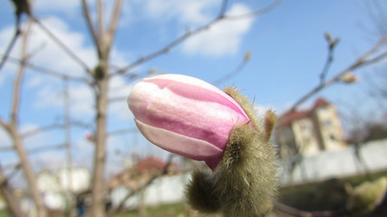 flower in spring