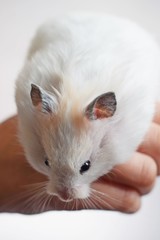 White Syrian hamster on white background.