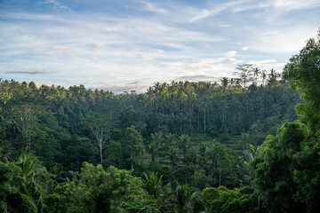 Scenic panorama of Ubud jungle and rice terrace at sunrise