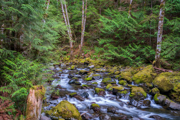 Rocky Brook Washington State